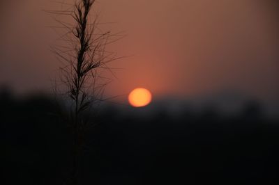 Close-up of silhouette plant against orange sky