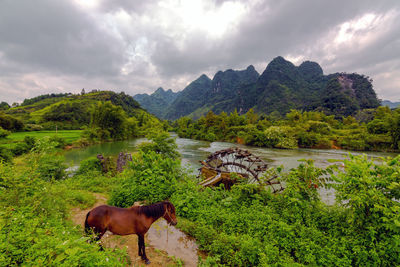 Horses in a lake