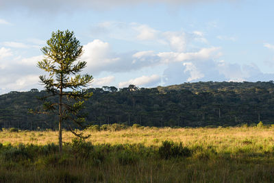 Trees on field against sky