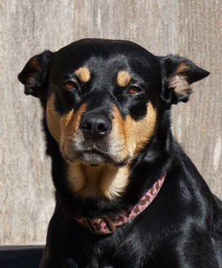 Close-up portrait of black dog