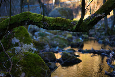 Close-up of moss growing on rock