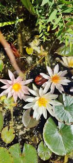 Close-up of lotus water lily in lake