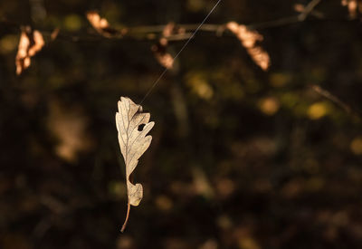 Close-up of autumn leaf