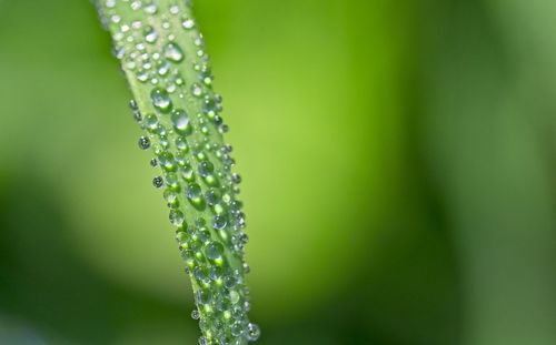 Close-up of wet plant