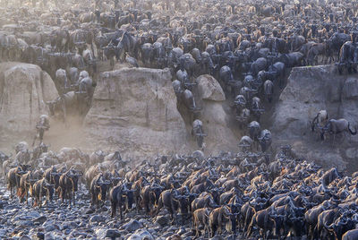 High angle view of wild animals