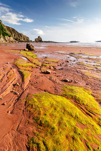 Scenic view of beach