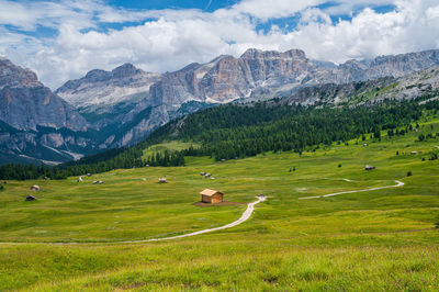 Sheep grazing in meadow