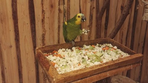 Close-up of parrot perching on wood