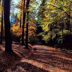 Footpath passing through forest