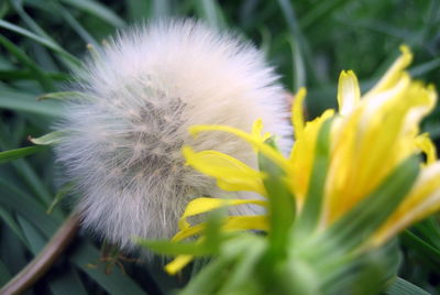 Close-up of yellow flower blooming outdoors