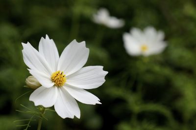 Close-up of white cosmos flowers blooming outdoors