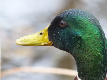 Close-up of a bird