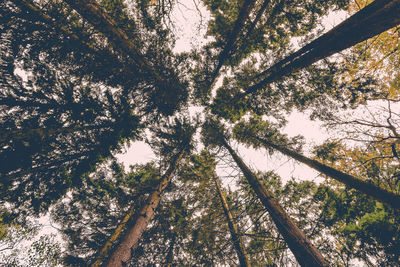 Low angle view of trees in forest