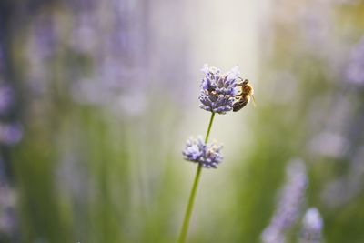 Close-up of insect on purple flower