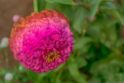 Close-up of pink flower