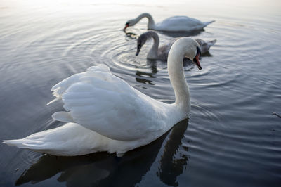 White swans group on the lake swim well under the bright sun