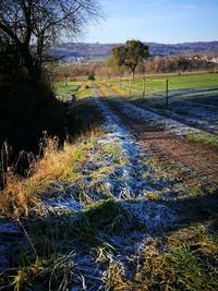Plants growing on field by road against sky