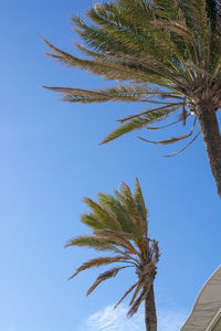 Low angle view of palm tree against clear blue sky