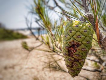 Close-up of fruit growing on tree