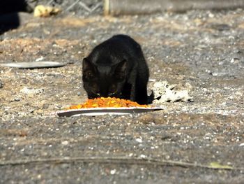 Close-up of black eating food