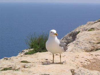 Seagull perching on rock by sea against clear sky