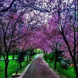 Pink flowers on tree trunk in park