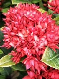 Close-up of red flowers blooming outdoors