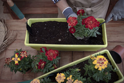 High angle view of hand holding flower pot on table