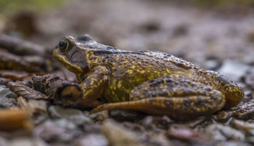 Close-up of lizard