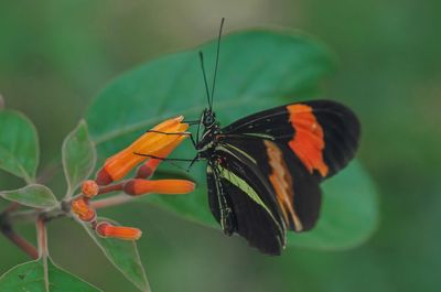 Close-up of butterfly on plant