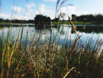 Close-up of grass growing in water