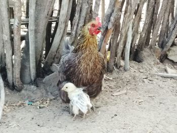 Close-up of rooster in farm