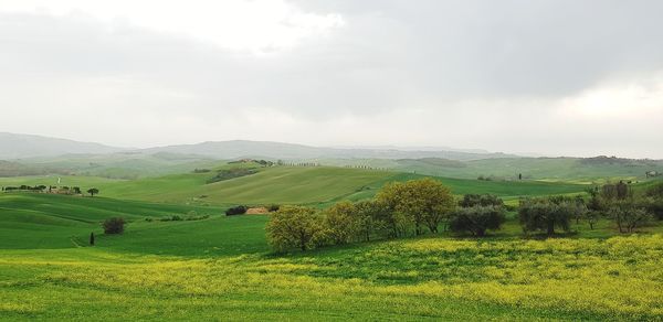 Scenic view of agricultural field against sky