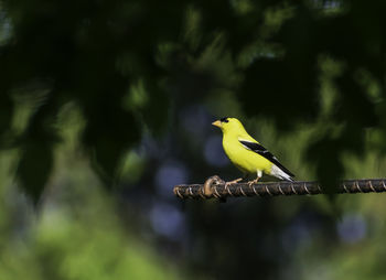 bird