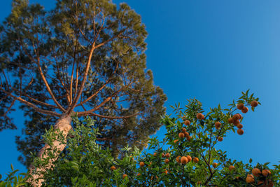 Low angle view of trees against clear blue sky