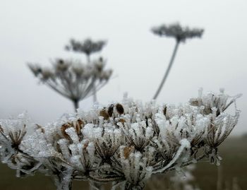 Close-up of frozen plants during winter