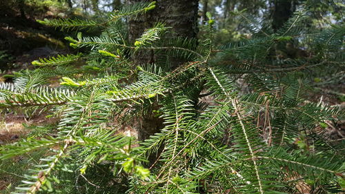 Trees growing in forest