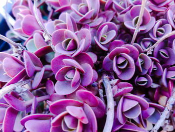 Full frame shot of pink flowering plant