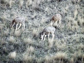 Horses grazing on grassy field