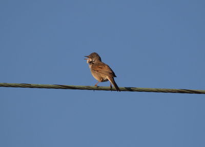 Low angle view of bird perching on cable against clear sky
