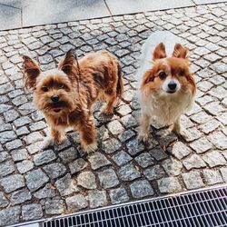 Portrait of dog standing on footpath