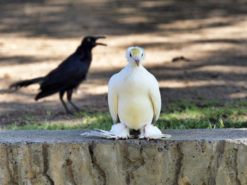 Bird perching on retaining wall