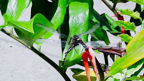 Close-up of insect on plant