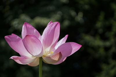 Close-up of pink lotus water lily