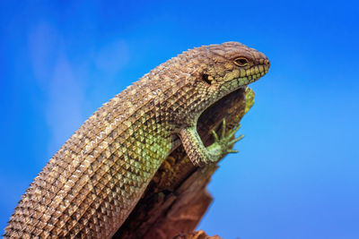 Gidgee skink basking on log, egernia stokesii.