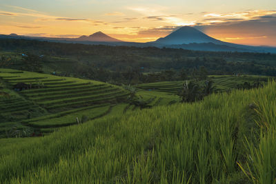 Scenic view of agricultural field against sky during sunset