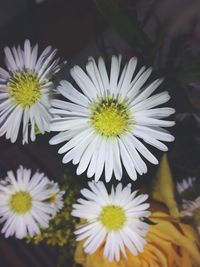 Close-up of white flowers blooming outdoors