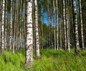 Scenic view of birch forest