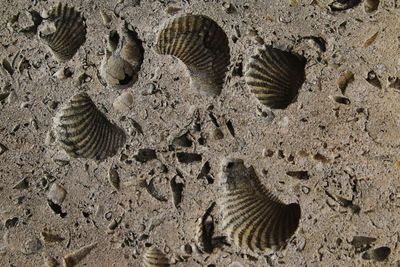 High angle view of shells on ground