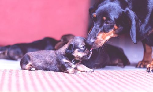 Close-up of dachshund licking puppy outside house